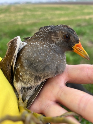 iNaturalist image