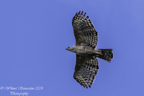 Legge's Hawk-Eagle (Nisaetus kelaarti), photo 6