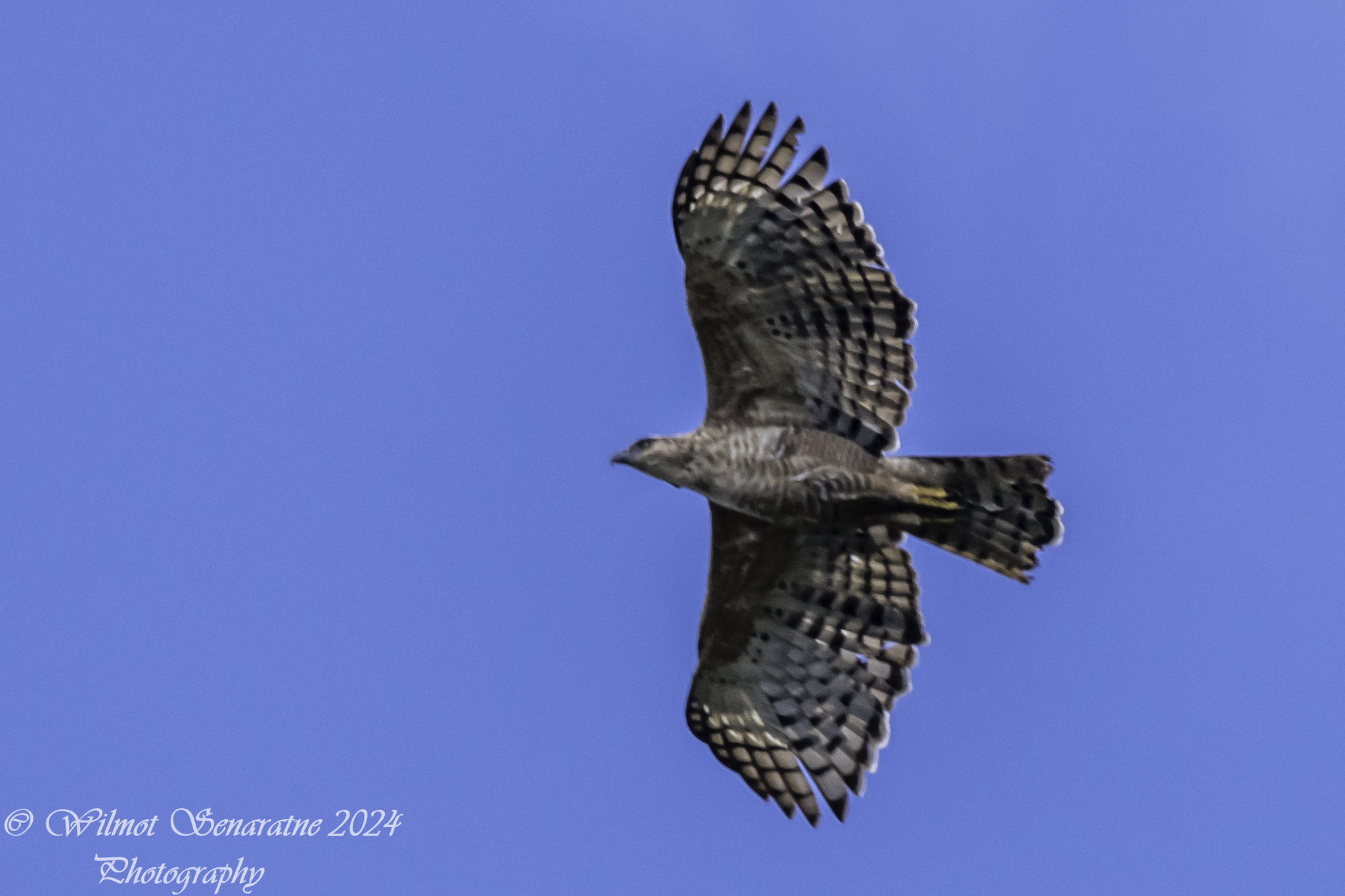 Legge's Hawk-Eagle (Nisaetus kelaarti), photo 5