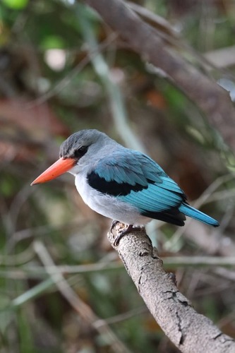 iNaturalist image