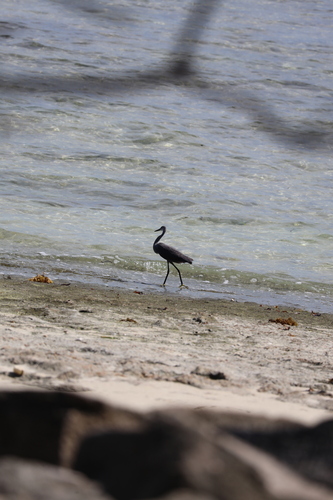 iNaturalist image