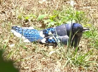 Blue Jay observed by n9yun