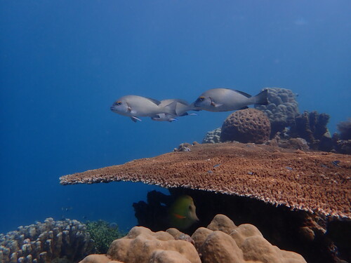 Plectorhinchus schotaf observed 2025-11-25