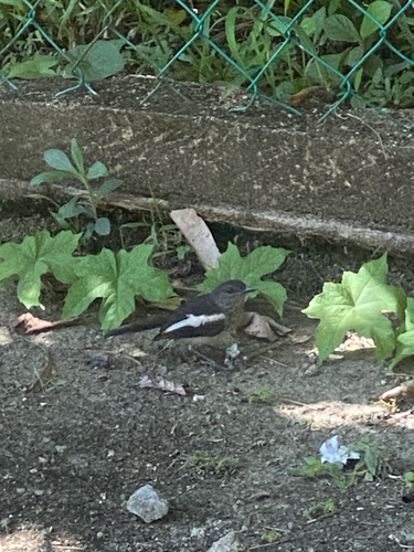 Oriental Magpie-Robin