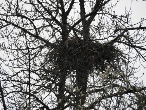 Bald Eagle observed by gbruels