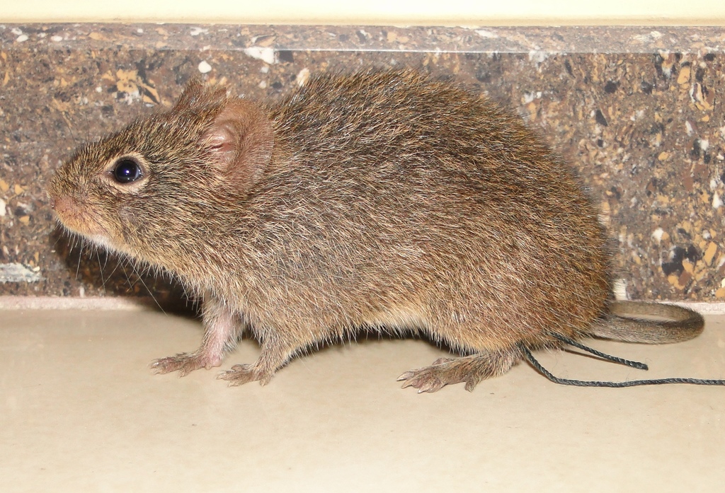 Peruvian cotton rat (Sigmodon peruanus)