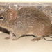 Peruvian Cotton Rat - Photo (c) jorgebrito, some rights reserved (CC BY-NC), uploaded by jorgebrito