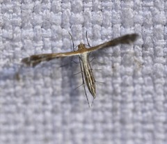 Stangeia xerodes