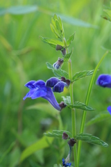 Scutellaria tuminensis