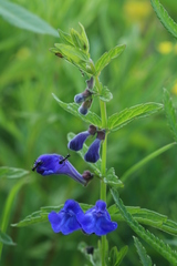 Scutellaria tuminensis