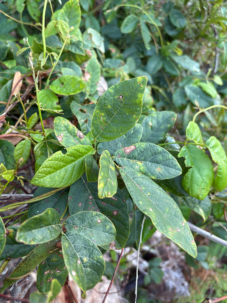 Kennedia rubicunda - Inner West indigenous plant