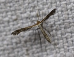 Stangeia xerodes