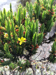 Hypericum lancioides