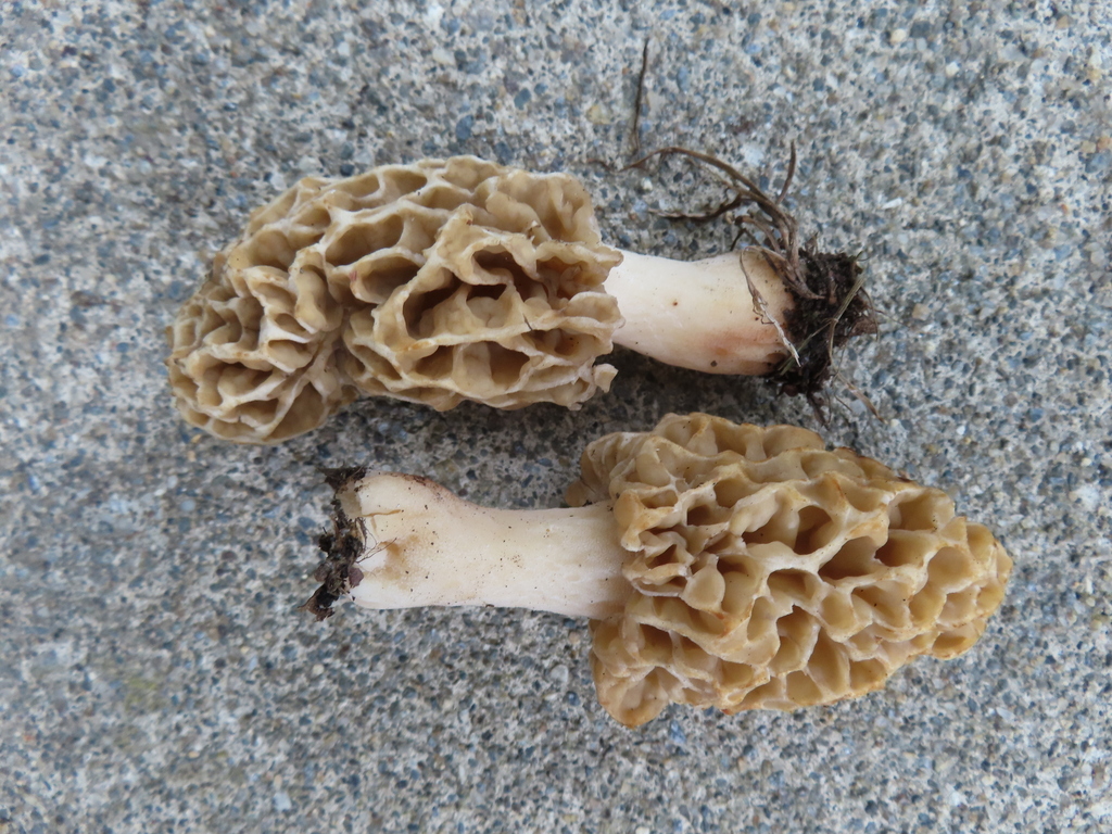 Morel Mushroom — research-grade photo via iNaturalist