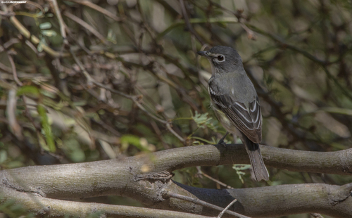Plumbeous Vireo (Vireo plumbeus)
