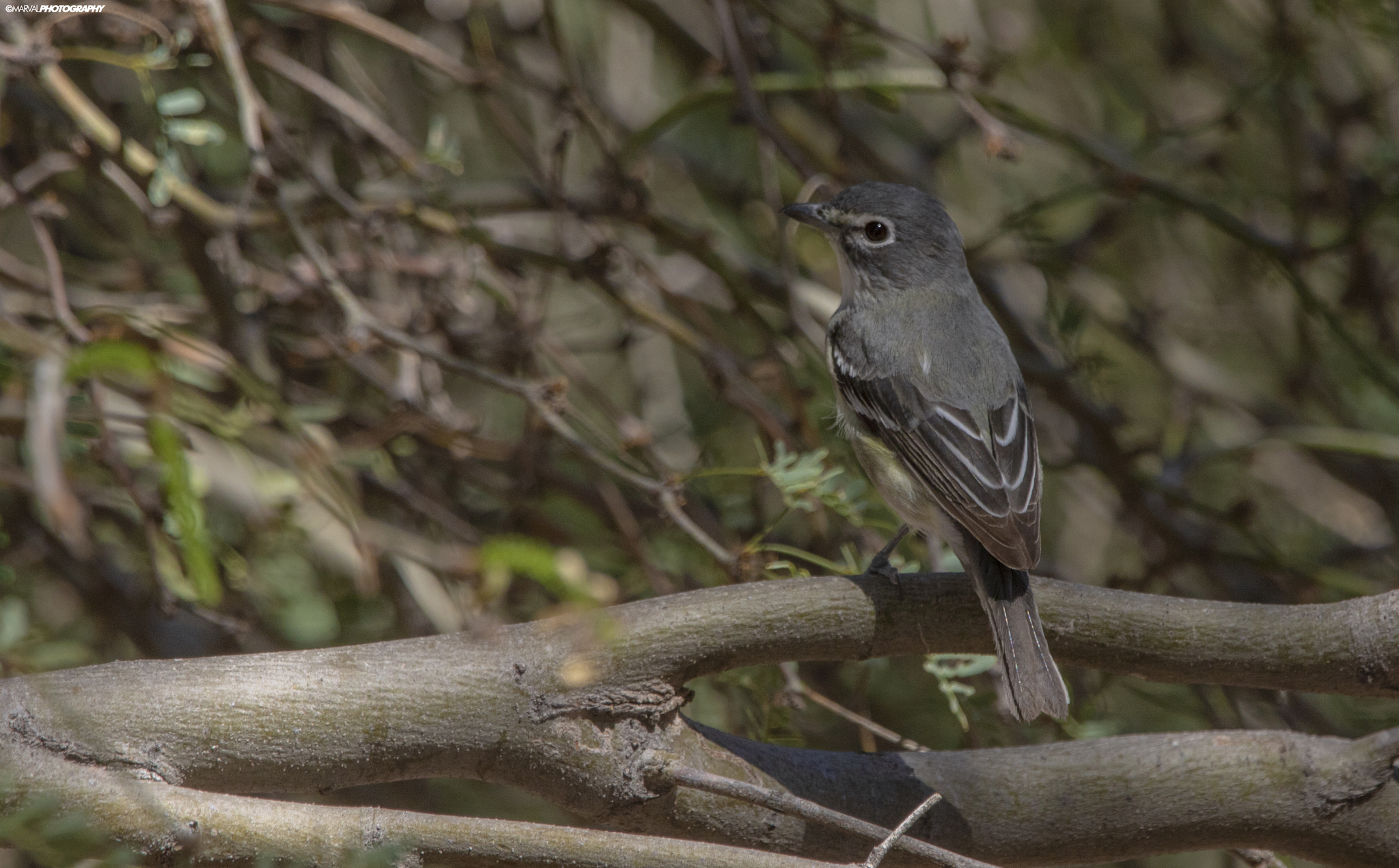 Plumbeous Vireo (Vireo plumbeus), photo 1