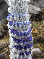 Lupinus alopecuroides