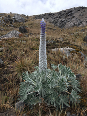 Lupinus alopecuroides
