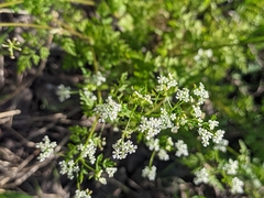 Anthriscus cerefolium, photograph (c) Марина Давлетшина, some rights reserved (CC BY)