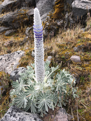 Lupinus alopecuroides