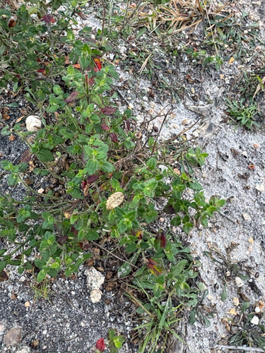 Gonocarpus teucrioides, photograph 3