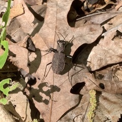 Apterodela unipunctata