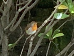 Erithacus rubecula