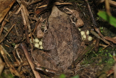 Pristimantis actites