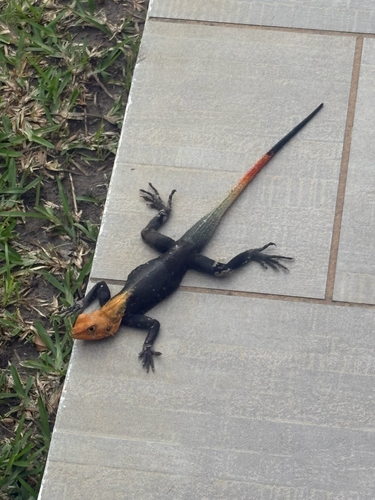 Peters's Rock Agama