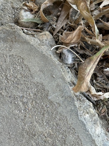 iNaturalist observation photo of Thistledown Velvet Ant