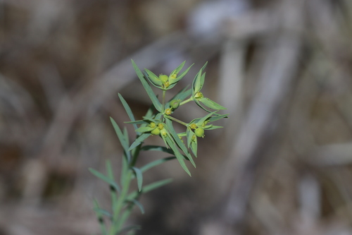 Dwarf Spurge