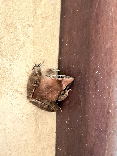 Anchieta's Ridged Frog