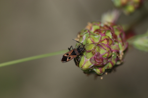 Lasiocoris anomalus