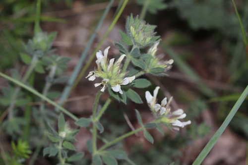 Hairy Canary-clover