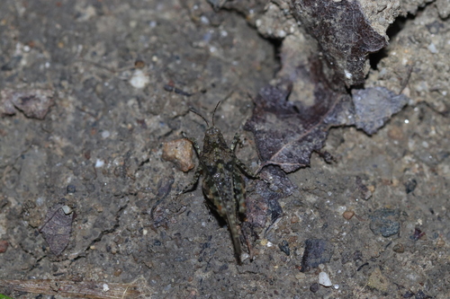 Mediterranean Groundhopper