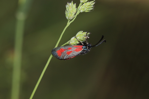 Slender Scotch Burnet