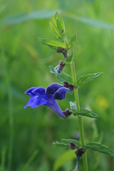 Scutellaria tuminensis