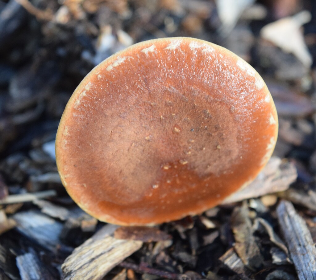 Pholiota multicingulata · May 2026 · photo: © davidwhyte (iNaturalist, cc-by-sa)
