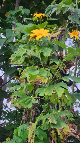 Tithonia diversifolia observed 2026-05-13