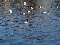 Aechmophorus occidentalis