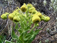 Senecio isabelis