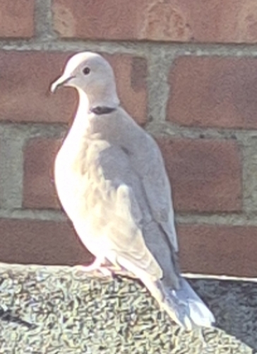 Eurasian Collared-Dove observed by vector24
