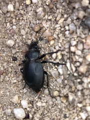 Carabina