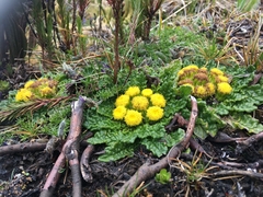 Senecio repens