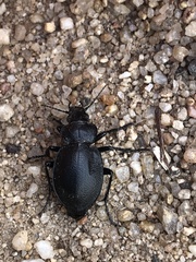 Carabina