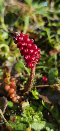 Gunnera prorepens observed 2026-05-13