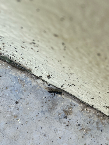 Odontoponera denticulata