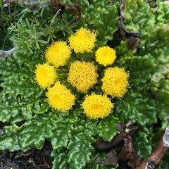 Senecio repens