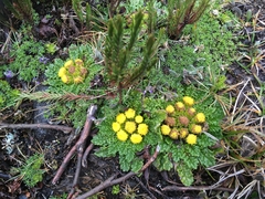 Senecio repens