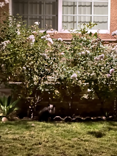 Virginia Opossum observed by robertodesu